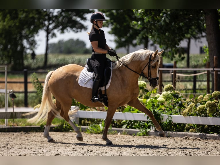 Poney de selle belge Jument 4 Ans 147 cm Palomino in Moerbeke-Waas