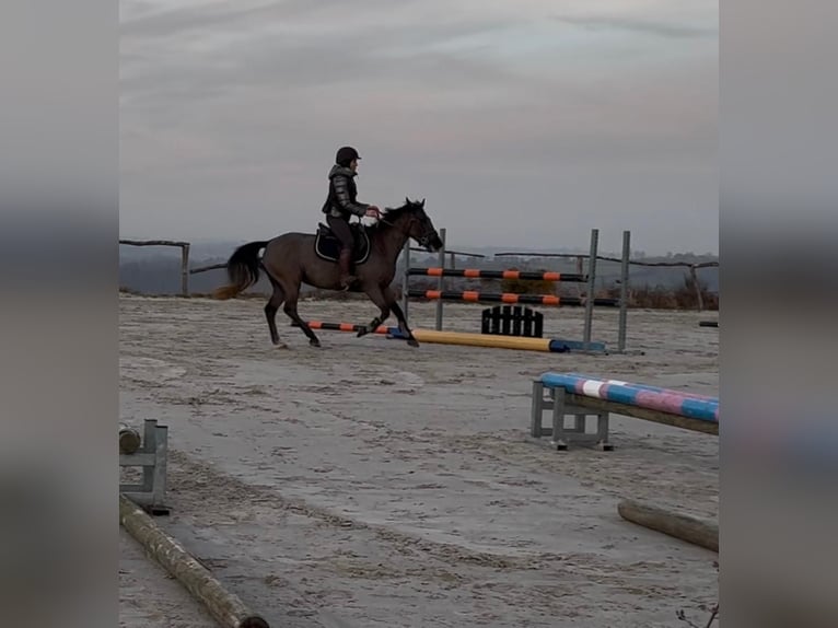 Poney de selle belge Jument 5 Ans 145 cm Gris noir in Sprimont