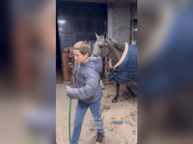 Poney de selle belge Jument 5 Ans 145 cm Gris noir in Sprimont