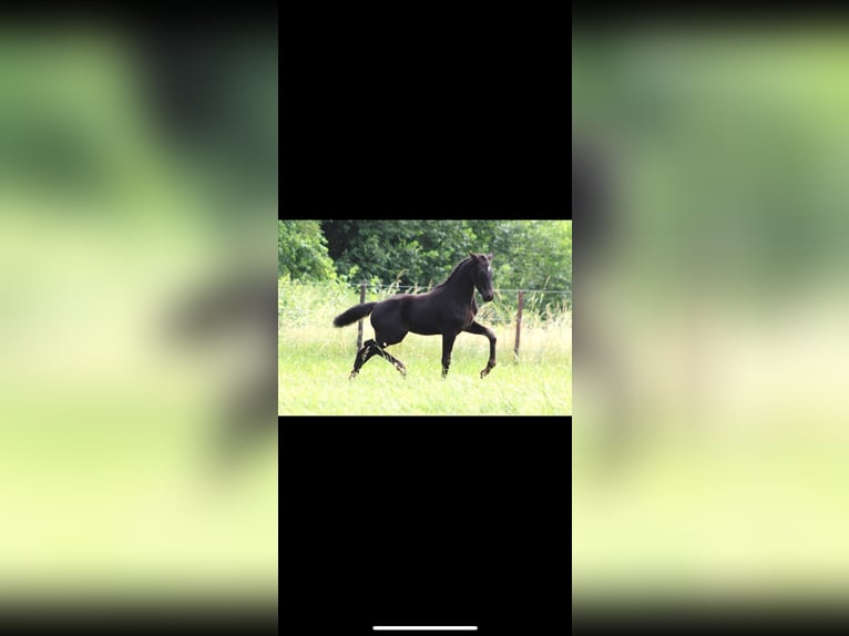 Poney de selle belge Jument 5 Ans 150 cm Noir in Lindlar