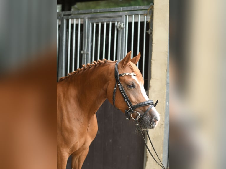 Poney de selle belge Jument 6 Ans 135 cm Alezan brûlé in Geilenkirchen