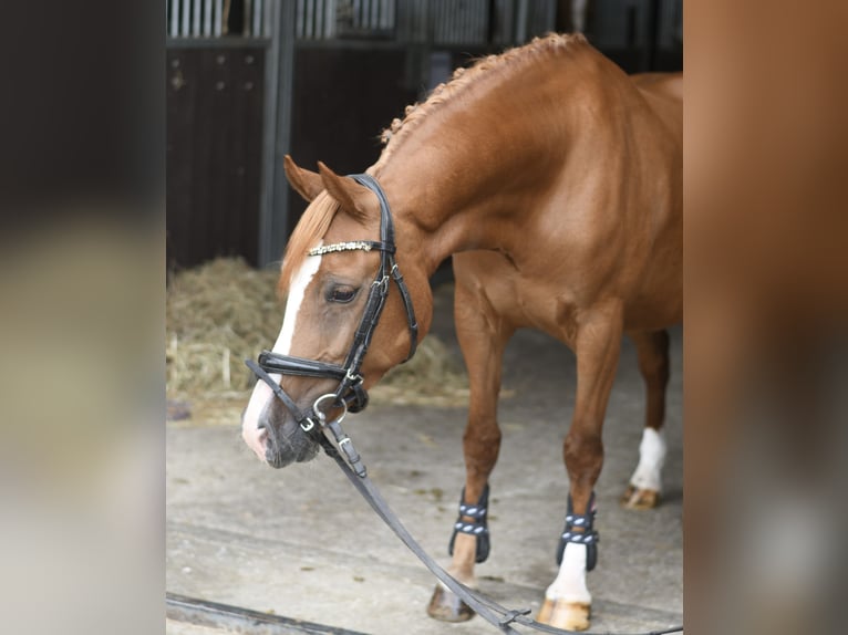 Poney de selle belge Jument 6 Ans 135 cm Alezan brûlé in Geilenkirchen