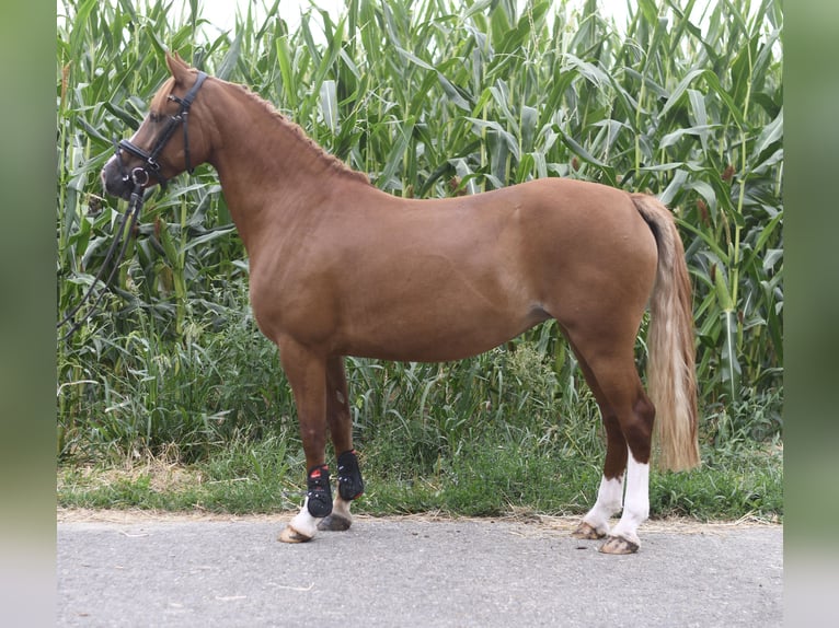 Poney de selle belge Jument 6 Ans 135 cm Alezan brûlé in Geilenkirchen