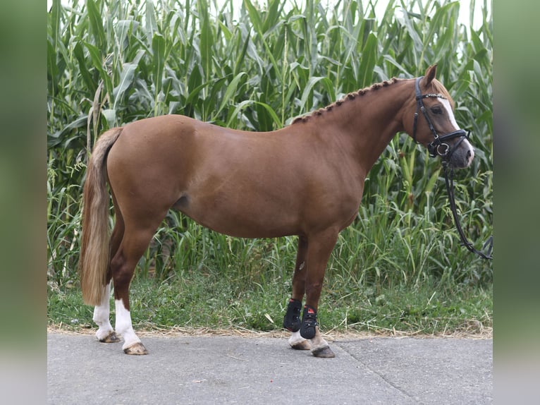 Poney de selle belge Jument 6 Ans 135 cm Alezan brûlé in Geilenkirchen