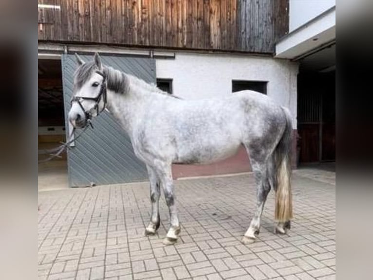 Poney de selle belge Jument 6 Ans 140 cm Rouan bleu in Remagen