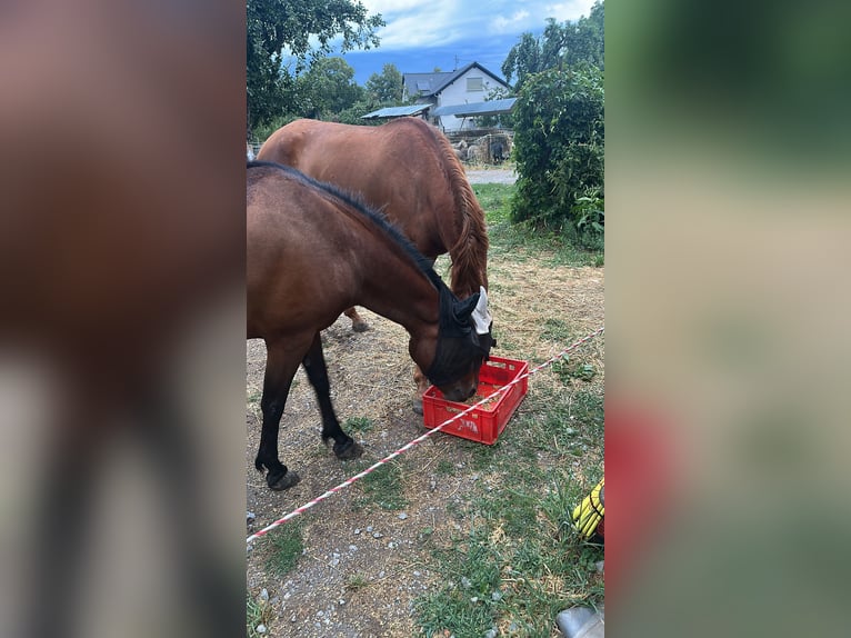 Poney de selle belge Jument 6 Ans 142 cm Bai in Bruchsal