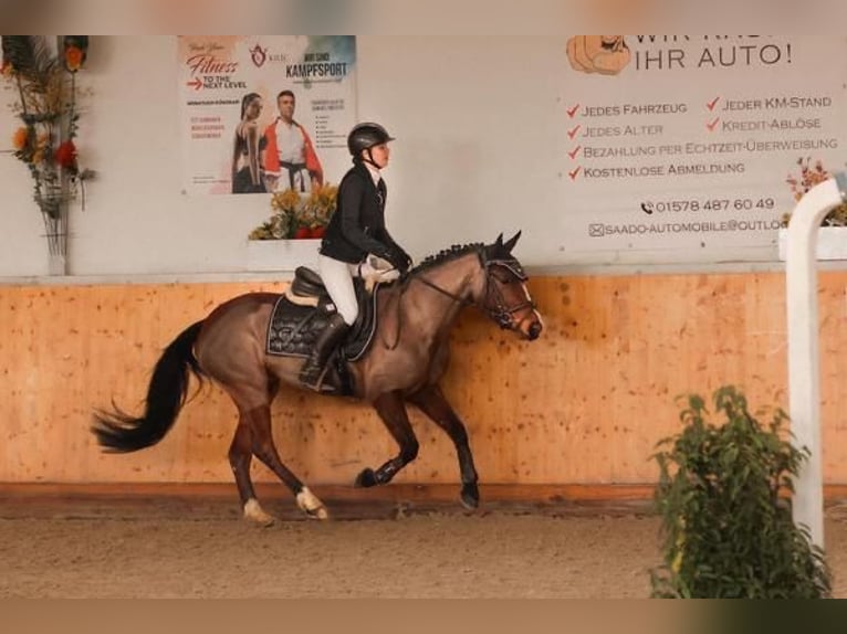 Poney de selle belge Jument 6 Ans 142 cm Bai in Bruchsal