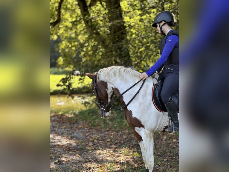 Poney de selle belge Jument 6 Ans 155 cm Pinto in Brakel
