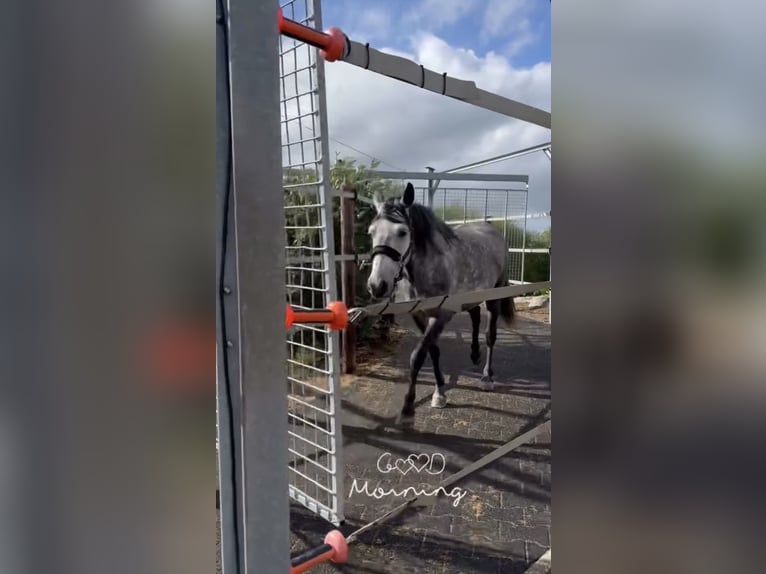 Poney de selle belge Jument 7 Ans 143 cm Gris pommelé in Trooz