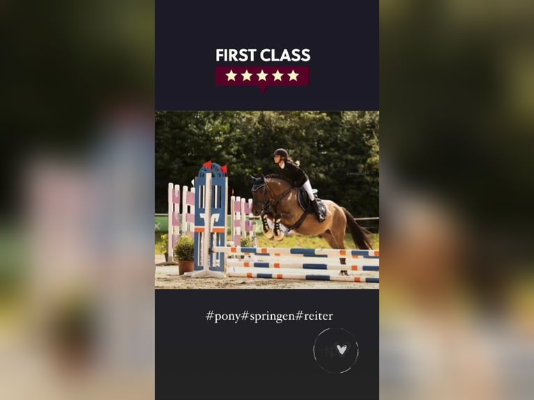 Poney de selle belge Jument 7 Ans 145 cm Bai in Liege