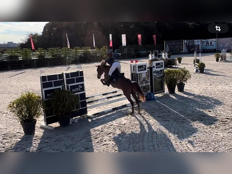 Poney de selle belge Jument 7 Ans 145 cm Bai in Liege