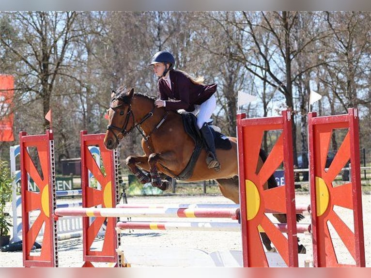 Poney de selle belge Jument 7 Ans 148 cm Bai in Verden (Aller)
