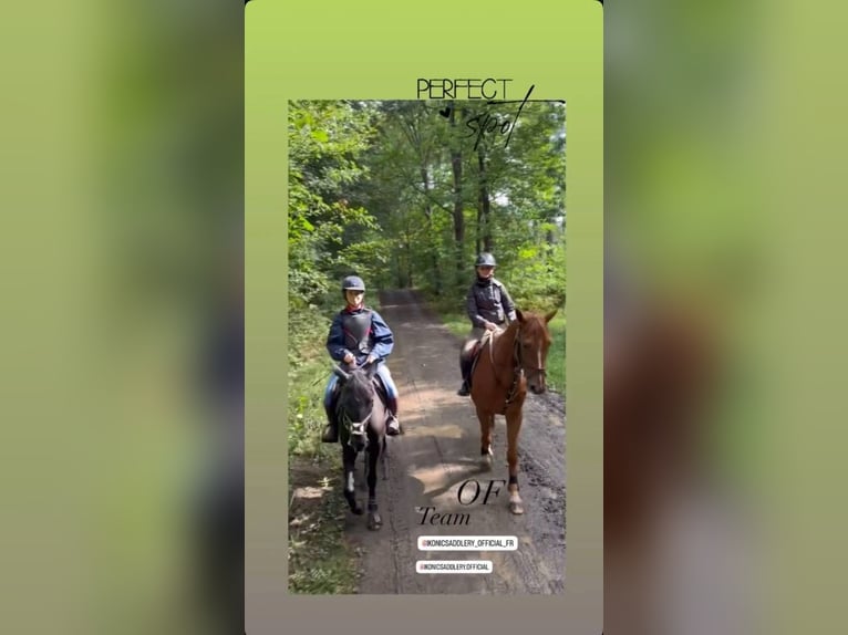 Poney de selle belge Jument 7 Ans 148 cm Noir in Liège