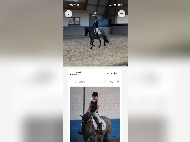Poney de selle belge Jument 7 Ans 148 cm Rouan Bleu in Neulingen