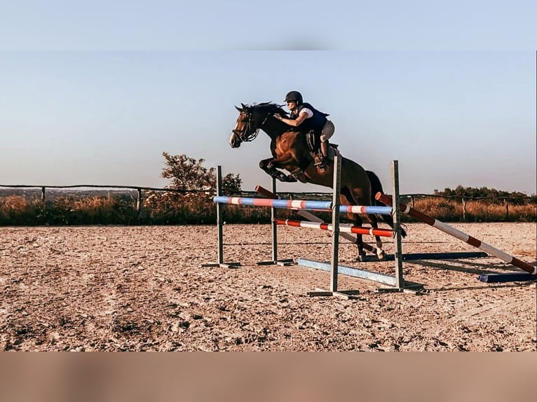 Poney de selle belge Jument 8 Ans 145 cm Bai in Liege