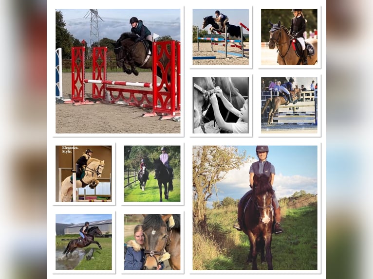 Poney de selle belge Jument 8 Ans 145 cm Bai in Liege