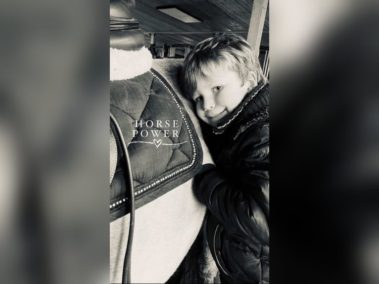 Poney de selle belge Jument 8 Ans 145 cm Bai in Liege