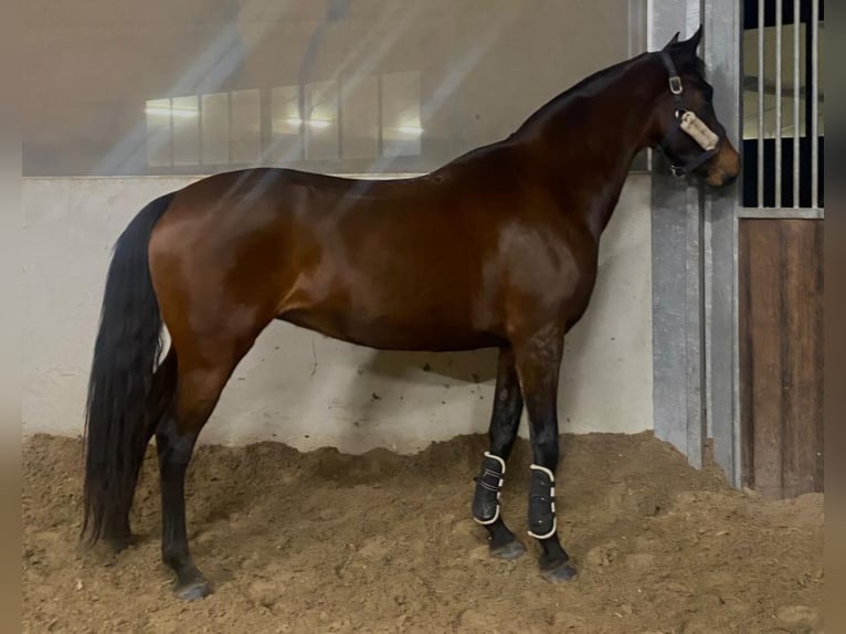 Poney de selle belge Jument 8 Ans 148 cm Bai in Geel
