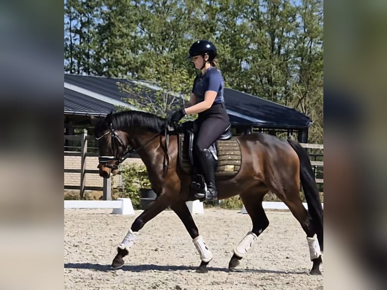 Poney de selle belge Jument 8 Ans 148 cm Bai in Geel