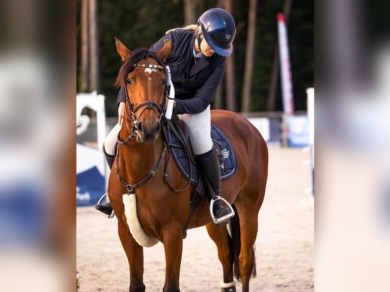 Poney de selle belge Jument 8 Ans 155 cm Bai brun in ZoldeR