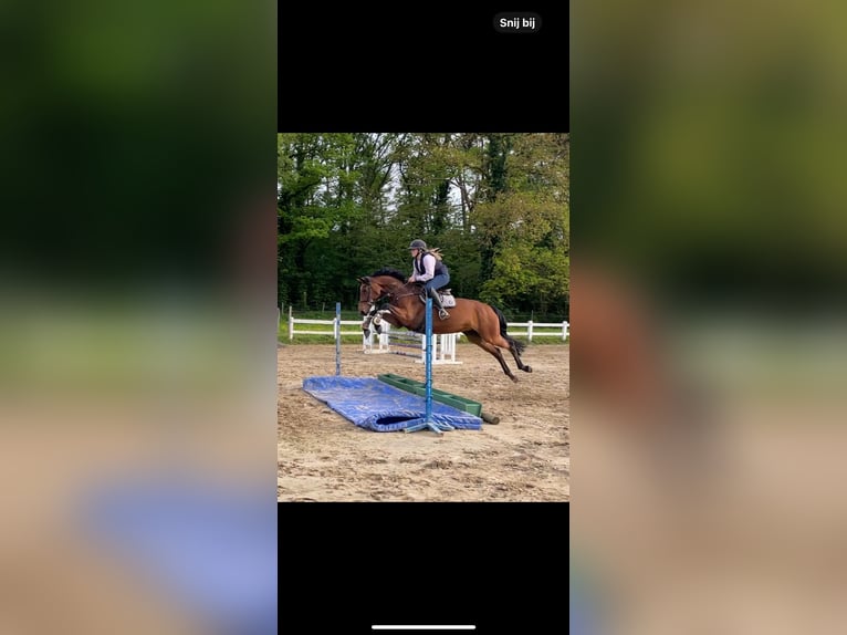 Poney de selle belge Jument 8 Ans 155 cm Bai brun in ZoldeR