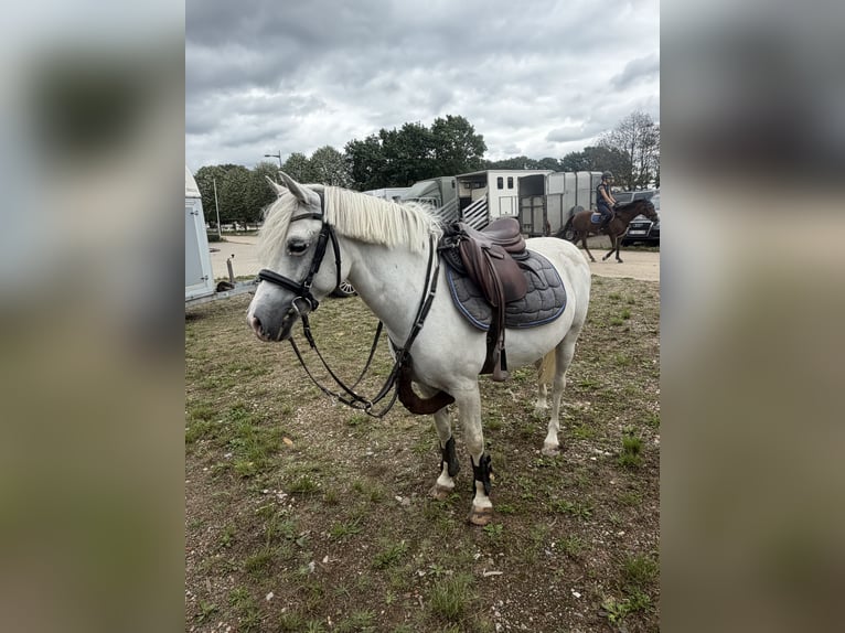 Poney de selle belge Jument 9 Ans 130 cm Gris in Oudsbergen