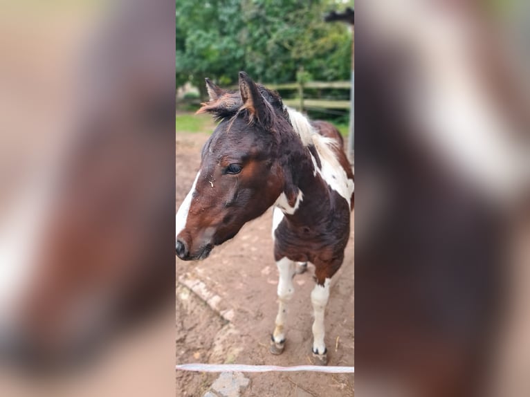 Poney de selle polonais Étalon 1 Année 145 cm Pinto in Mücheln (Geiseltal)
