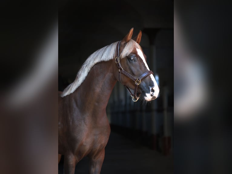Poney de selle polonais Étalon 3 Ans 150 cm Alezan brûlé in Gniezno