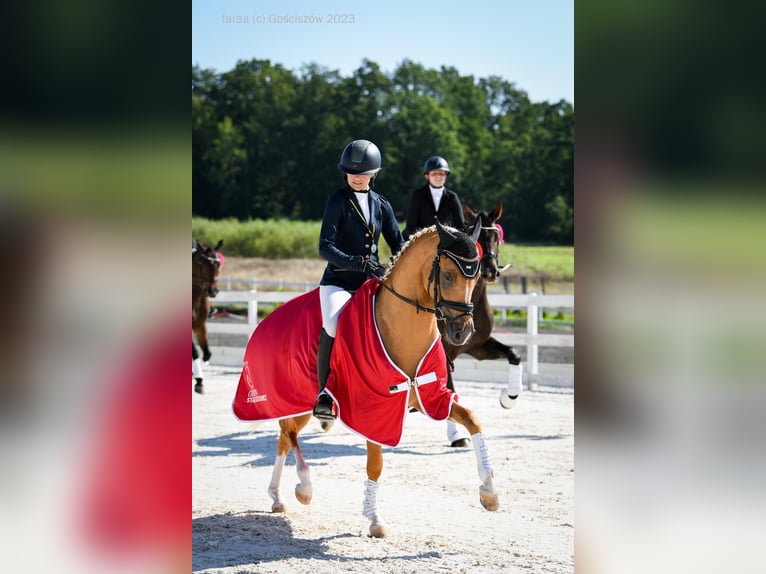 Poney de selle polonais Étalon 5 Ans 147 cm Palomino in Legnica