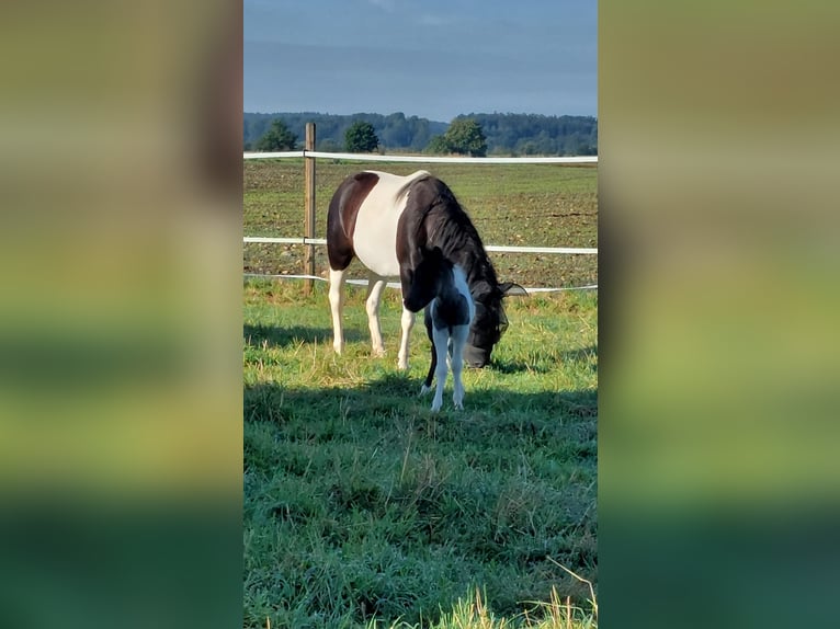 Poney de selle polonais Croisé Étalon Poulain (08/2024) 112 cm Pinto in Bad Saulgau-Bondorf