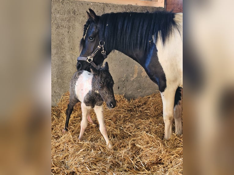 Poney de selle polonais Croisé Étalon Poulain (08/2024) 112 cm Pinto in Bad Saulgau-Bondorf