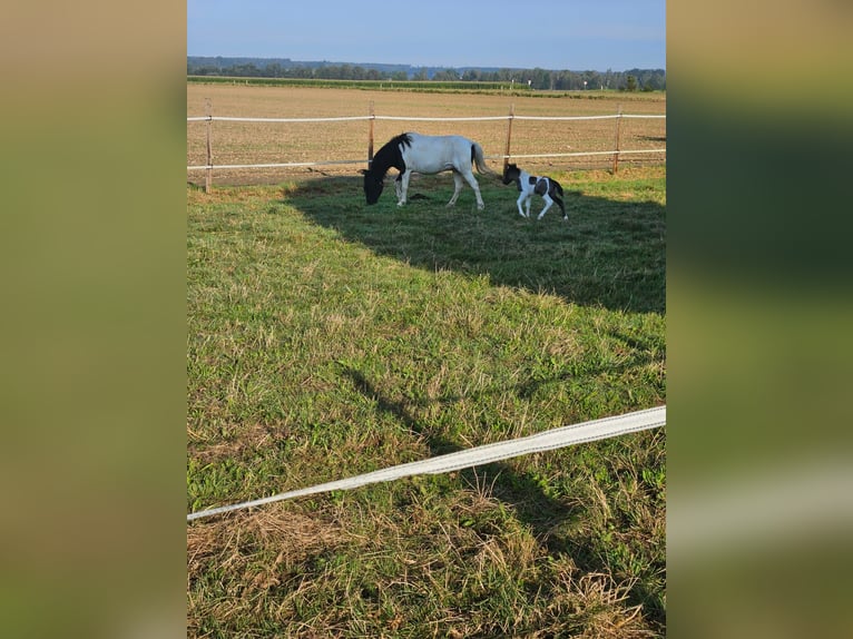 Poney de selle polonais Croisé Étalon Poulain (08/2024) 112 cm Pinto in Bad Saulgau-Bondorf