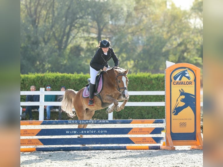 Poney de selle polonais Hongre 11 Ans 138 cm Palomino in Sofia