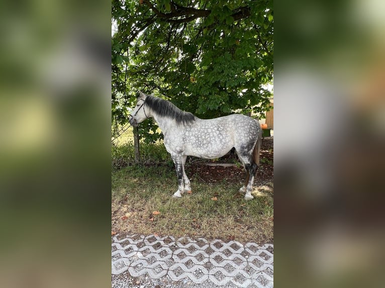 Poney de selle polonais Hongre 15 Ans 150 cm Gris pommelé in K&#xF6;nigsbrunn