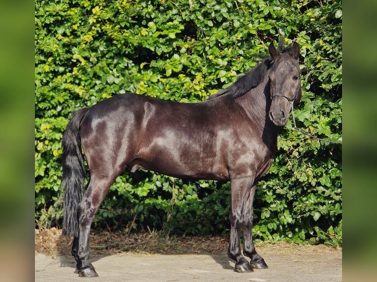 Poney de selle polonais Hongre 3 Ans 148 cm Noir in Weert
