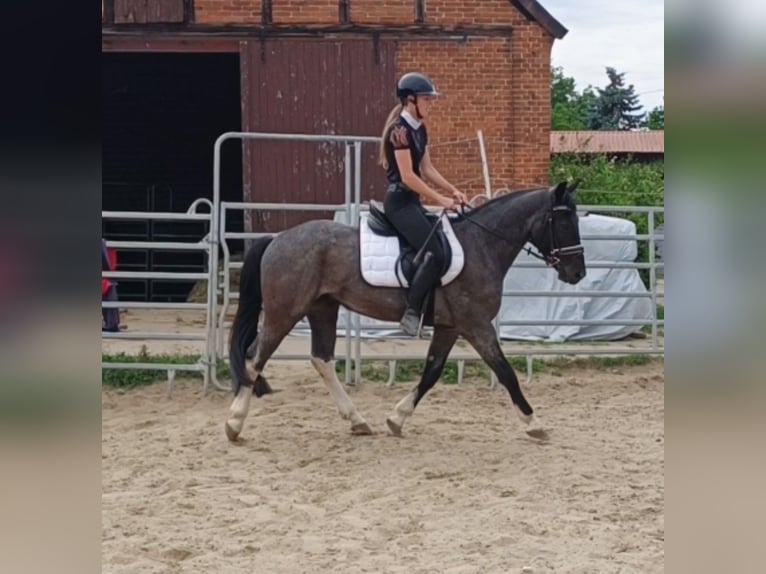 Poney de selle polonais Croisé Hongre 3 Ans 153 cm Rouan Bleu in Uelzen