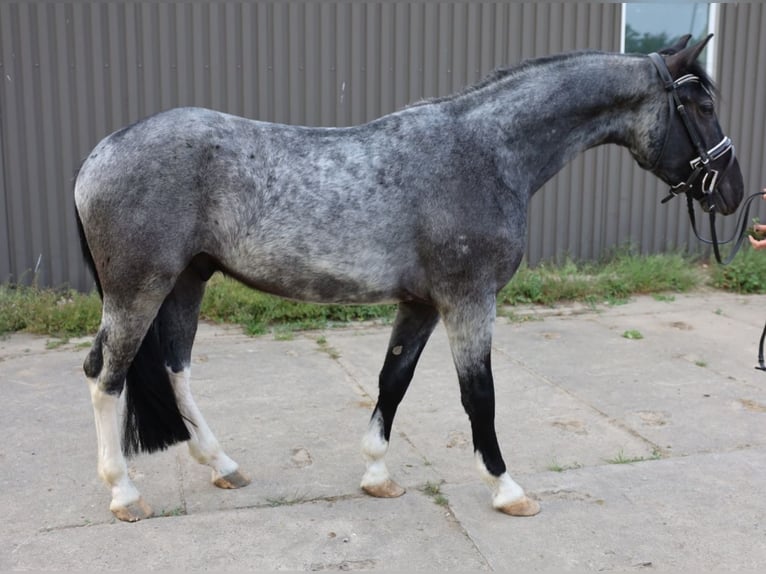Poney de selle polonais Croisé Hongre 3 Ans 153 cm Rouan Bleu in Uelzen