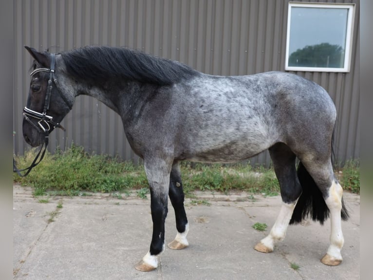 Poney de selle polonais Croisé Hongre 3 Ans 153 cm Rouan Bleu in Uelzen