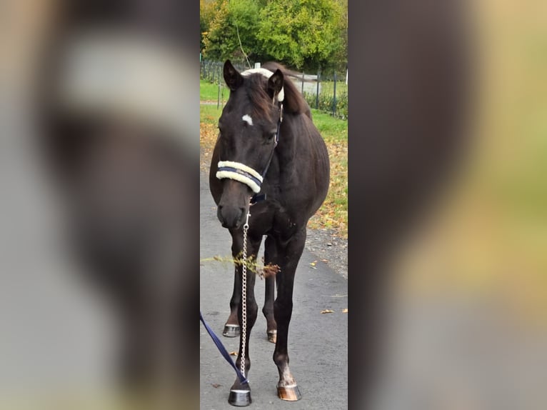 Poney de selle polonais Hongre 3 Ans 155 cm Bai brun in Forst