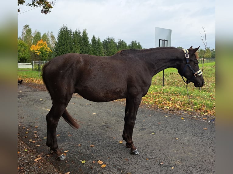 Poney de selle polonais Hongre 3 Ans 155 cm Bai brun in Forst