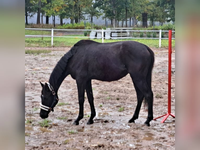 Poney de selle polonais Hongre 3 Ans 155 cm Bai brun in Forst