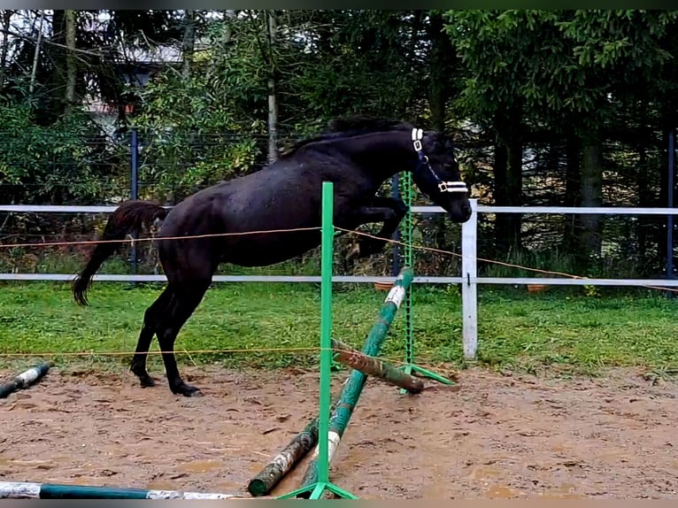 Poney de selle polonais Hongre 3 Ans 155 cm Bai brun in Forst