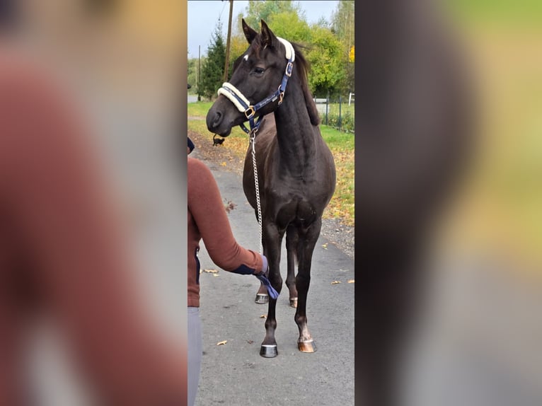 Poney de selle polonais Hongre 3 Ans 155 cm Bai brun in Forst