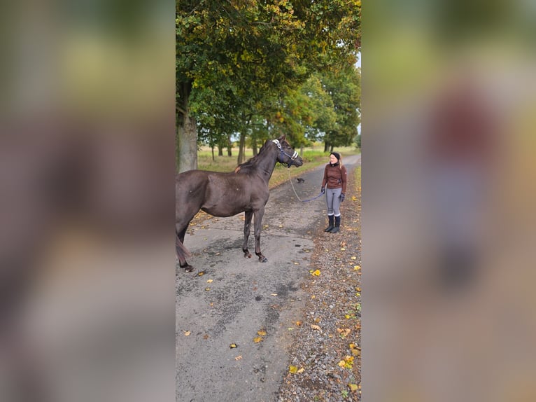 Poney de selle polonais Hongre 3 Ans 155 cm Bai brun in Forst