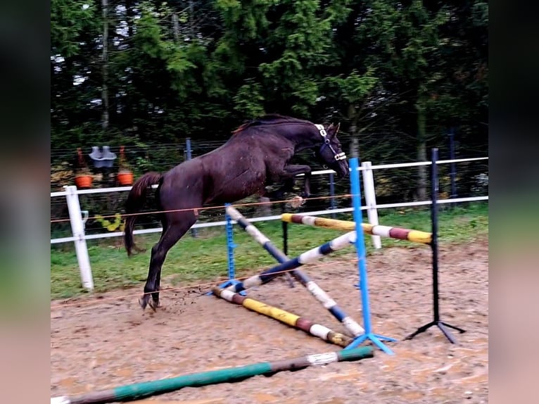 Poney de selle polonais Hongre 3 Ans 155 cm Bai brun in Forst