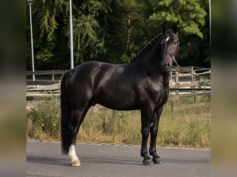Poney de selle polonais Hongre 3 Ans 167 cm Noir in Weert