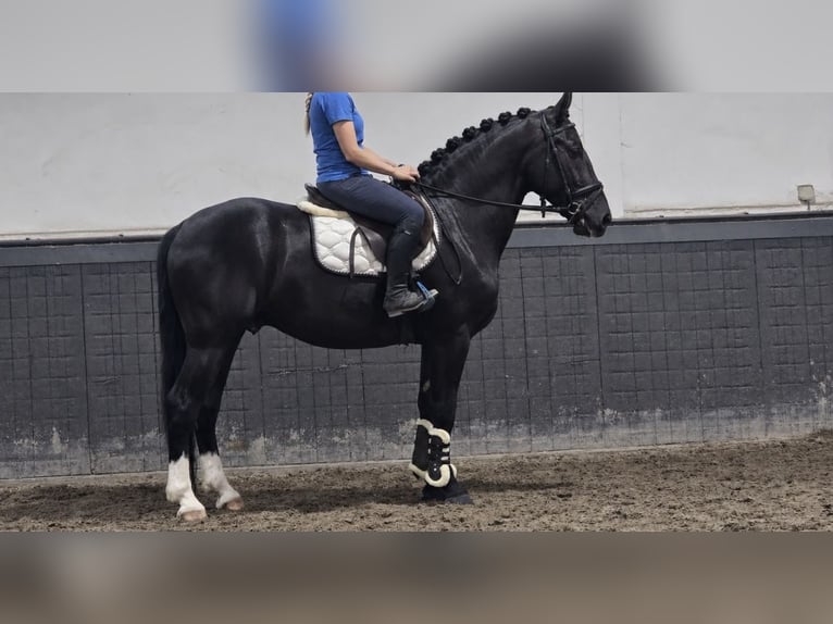 Poney de selle polonais Hongre 3 Ans 167 cm Noir in Weert