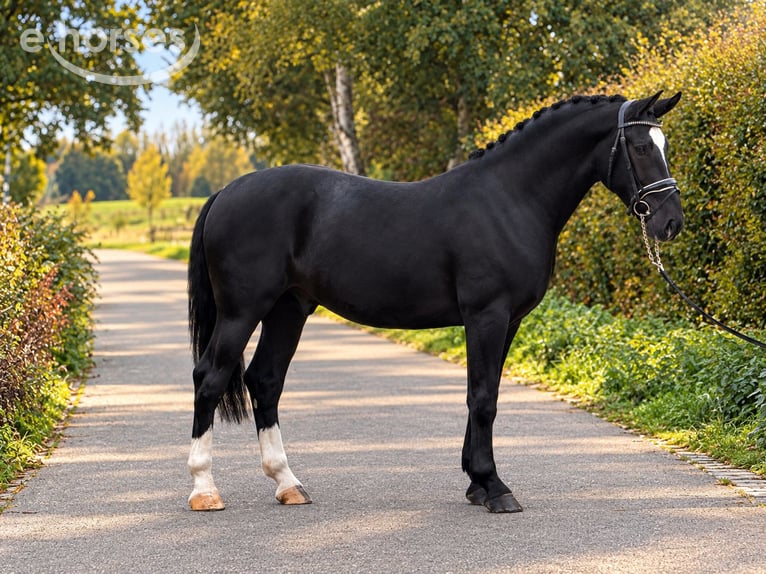 Poney de selle polonais Hongre 3 Ans 169 cm Noir in Weert