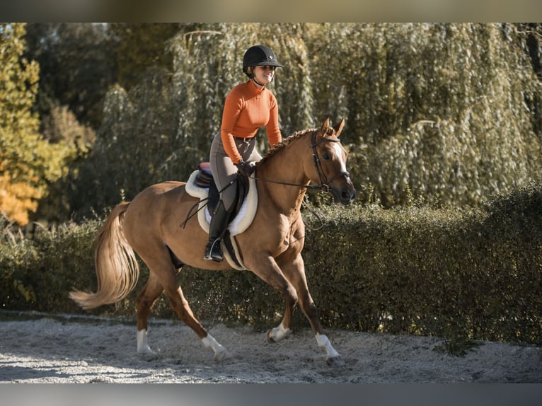 Poney de selle polonais Hongre 4 Ans 144 cm Alezan in Kicin