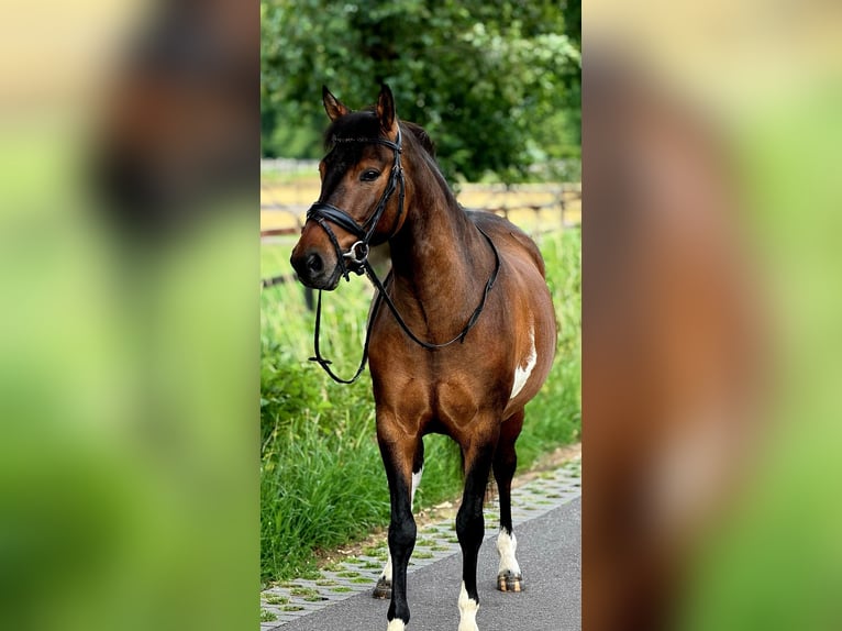 Poney de selle polonais Hongre 4 Ans 145 cm Isabelle in Weert